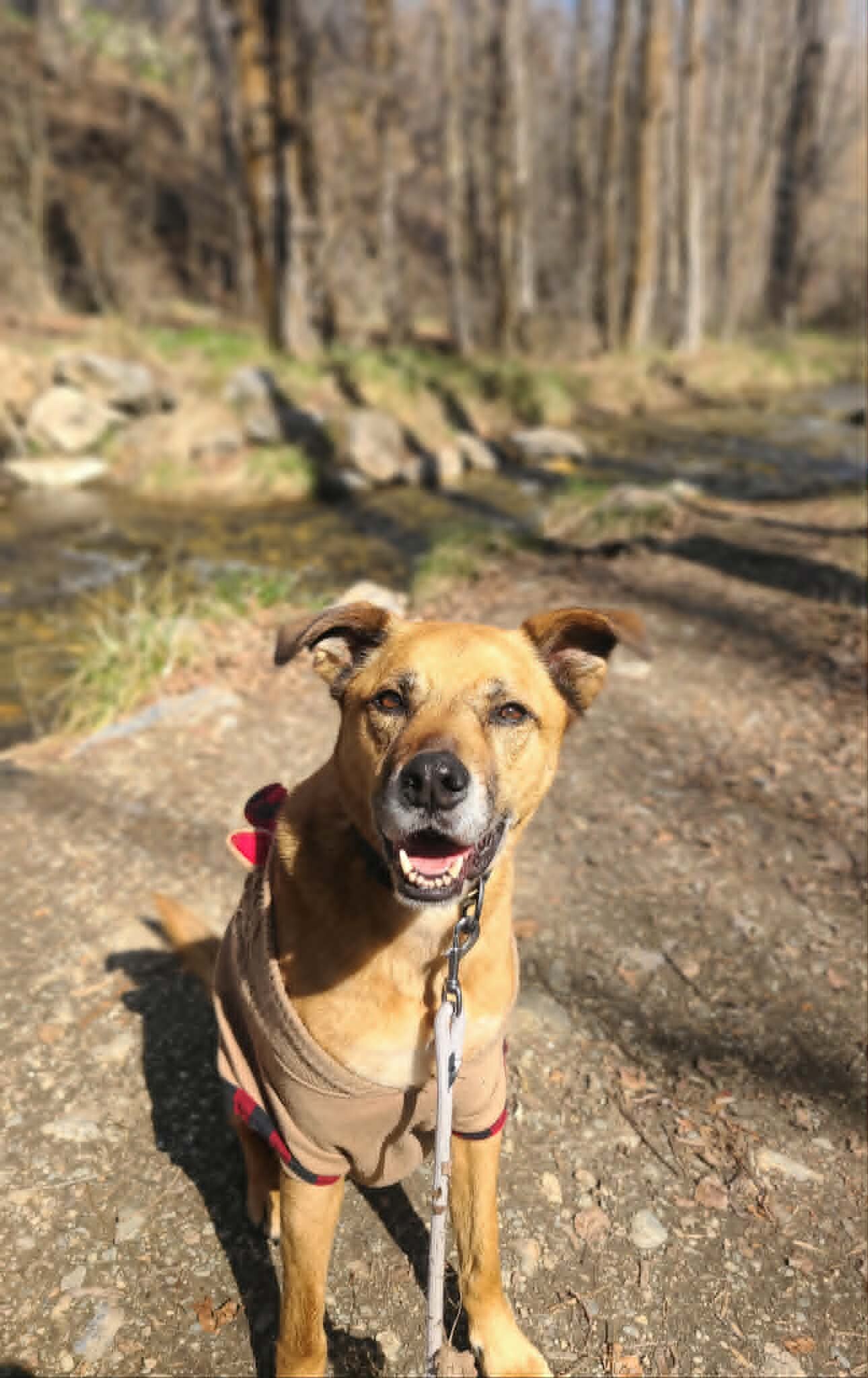 Picture of the Animal Listed